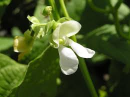 Image result for Phaseolus