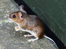 If You Have Any Holes You Think Mice Are Coming Through Fill All With Wire Or Steel Wool Mice Cannot Chew Through With Images Home Remedies Keep Mice Away Rodent Removal