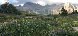 Testez et comparez les variétés de produits. Le Jardin Du Lautaret Sur Arte Dans L Emission Jardin D Ici Et D Ailleurs Fondation