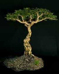 Image result for Acacia burkei