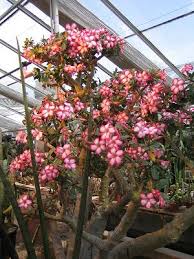 Image result for Adenium multiflorum