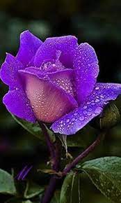520 idee su ROSE... | fiori, bellissimi fiori, fiori rosa