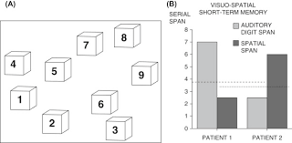 Corsi Block Tapping Test An Overview Sciencedirect Topics