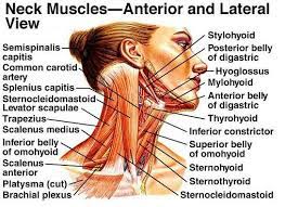 Striated shoulder/neck muscles in humans a form of striated muscle tissue that is the only type of muscle in the body under voluntary control. Pin On Muscles Nerves Human Anatomy