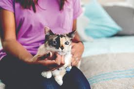 Domestic short hair cat adopt love! Cat Adoption Petfinder