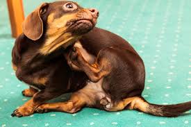 Art images kids rugs map aerial view map art. Cortisone For Dogs Uses Side Effects Safety More