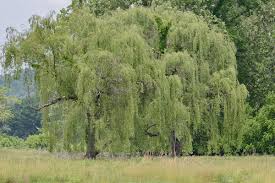 Image result for Salix babylonica