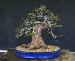 The money tree (pachira aquatica) is a plant that has many legends and beliefs originating from china. Cut Paste Versus Natural Healing Bonsai Bark