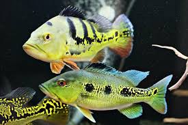 Karena masih tergolong ikan predator lebih baik diberi makanan yang masih alami, biasanya para pecinta ikan predator memberi makan ikan datz ini. Pesona Ikan Hias Predator Air Tawar Jadi Incaran Para Kolektor Cari Tahu Jenisnya Yuk
