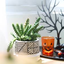 Image result for Orbea variegata