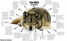 Wolf Facts Wolf Wolf Conservation Center Facts About Wolves