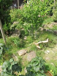 Pin Von Griechische Landschildkroten Auf Terrarien Reptilien Schildkrotengehege Landschildkroten Griechische Landschildkrote