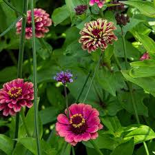 Check spelling or type a new query. Zinnia Elegans Queen Red Lime White Flower Farm