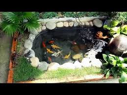 Hồ Ca Koi Mini Youtube Bonsai Pots Koi Bonsai