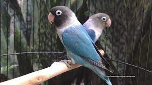 Lovebird Chirping Sounds Blue Cobalt Personata Animal Sounds Love Birds Animals
