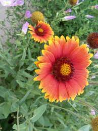 Indian Paint Brush Or Fire Wheel Flowers Watercolor Splash Nature Plants Flowers