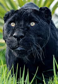 Black Blue Black Jaguar Series By Colin Langford Animals Beautiful Wild Cats Animals Wild