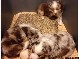 Click here to view australian shepherd dogs in oregon for adoption. Miniature Australian Shepherds Animals Grants Pass Oregon Announcement 45421