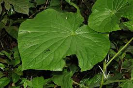 Image result for Piper umbellatum