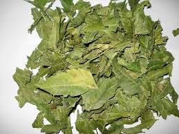 Neem leaves are safe to be consumed by expectant mothers to postpone their pregnancy. File Neem Leaves Jpg Wikimedia Commons