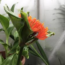 Image result for Scadoxus pole-evansii