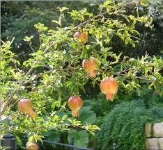 Pekarangan Rumah Sudah Seharusnya Dimanfaatkan Untuk Menanam Berbagai Jenis Tumbuhan Baik Itu Tanaman Hias Tanaman Buah Dan Tidak Tanaman Obat Tanaman Gambar