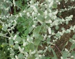 Image result for Aerva