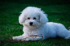 Resultado de imagen de bichon frise