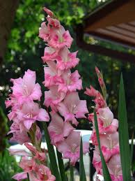 Image result for Gladiolus magnificus