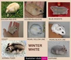 Winter White Hamster Colors Winter White Hamster Dwarf