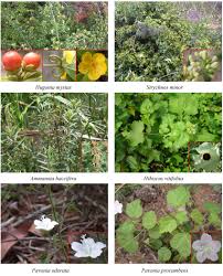 Image result for Linaceae