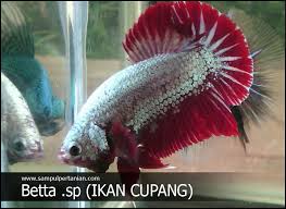 Tidak hanya itu saja, ikan ini pun juga cukup menarik dijadikan. Perbedaan Cupang Jantan Dan Cupang Betina Yang Mencolok