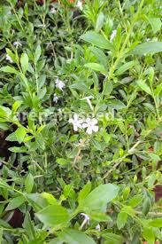 Image result for Freylinia