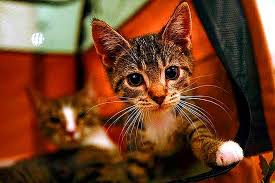 Kedi Tirmigi Taksirle Adam Yaralama Sucu Sayildi Onedio Com