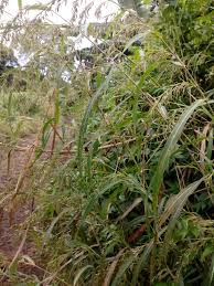 Image result for Hyparrhenia cymbaria