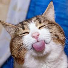 53 Animals Being Cute And Comical Cutesypooh Cute Cats Funny Cat Pictures Cats