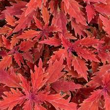 Image result for Congolanthus