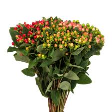 Image result for Hypericum