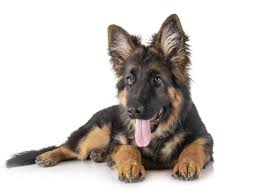 We did not find results for: German Shepherd Puppy Checklist Chew Toys Bed Crate Collar And Leash