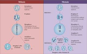 Four cells are the final result. Mitosis Vs Meiosis Chart Lewisburg District Umc
