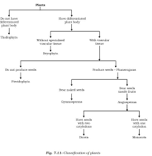 ncert class ix science chapter 7 diversity in living