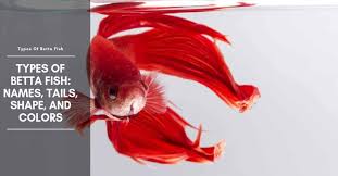 Due to the fact that bettas have been so heavily crossed bred over the years, there are now many different types available on the market. Types Of Betta Fish Names Tail Shape And Color