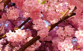 Looking for the best cherry blossom tree wallpaper? Aesthetic Computer Sakura Wallpapers Wallpaper Cave