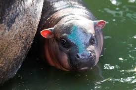 Get premium, high resolution news photos at getty images A Question Of Taste In Thai Contest To Name Baby Pygmy Hippo Reuters