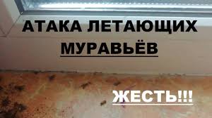 как избавиться от муравьев с крыльями в частном доме Kak Izbavitsya Ot Letayushih Muravev Sposob Kotoryj Bystro Pomozhet Izbavitsya Ot Muravev Youtube