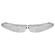 Download Dragonfly Wings Free Svg