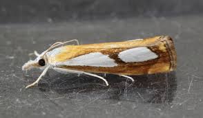 Image result for Catoptria pinella
