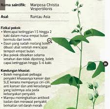 This medical herb is commonly known as sabah snake grass(ssg), daun belalai gajah, 憂遁草(忧遁草) or clinacanthus nutans. Daun Rerama Kering