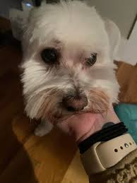 Owner found and returned! FOUND! Need help locating owners! 330-770-9412 is  number