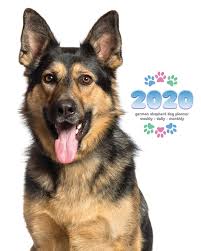 See puppy pictures, health information and reviews. Buy 2020 German Shepherd Dog Planner Weekly Daily Monthly Book Online At Low Prices In India 2020 German Shepherd Dog Planner Weekly Daily Monthly Reviews Ratings Amazon In